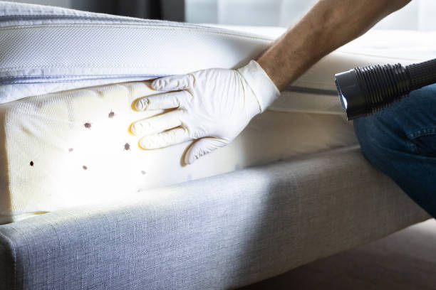 Best Cockroach Control Services  in Mercerville, NJ