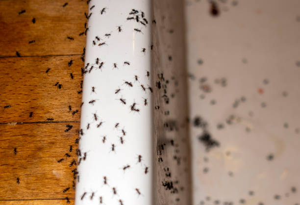 Best Insect Control  in Mercerville, NJ