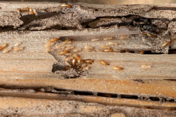 Best Mosquito Control Services  in Mercerville, NJ